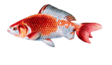 Описание: Картинки по запросу анимации рыбы для презентаций